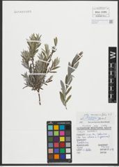 Foto von Salix repens subsp. rosmarinifolia (L.) Andersson